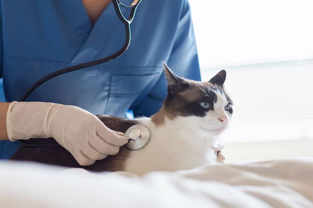 A veterinarian in blue scrubs uses a stethoscope to listen to the heart of a calm black and white cat.