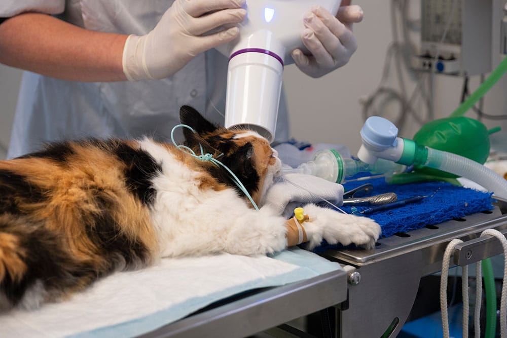 A calico cat under anesthesia on an exam table while a veterinarian performs a dental X-ray.