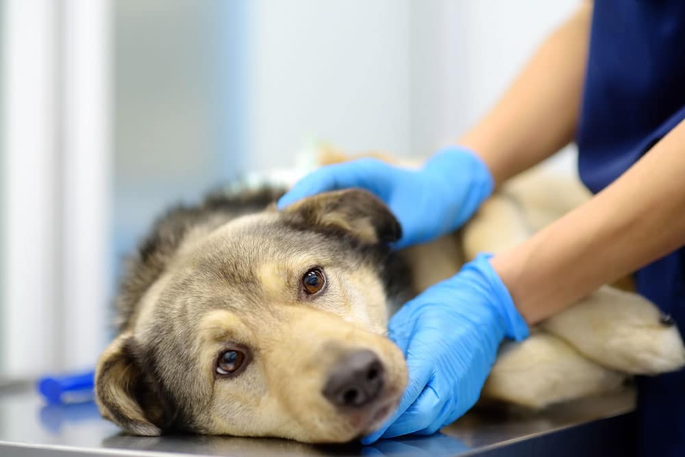 A shepherd-mix dog lying on a veterinary exam table while a vet in blue gloves gently holds its head.