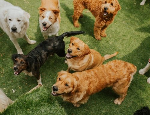 What Should I Look For When Choosing a Dog Daycare?